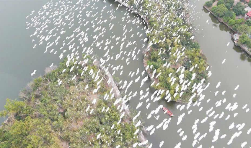 đảo cò Chi Lăng Nam