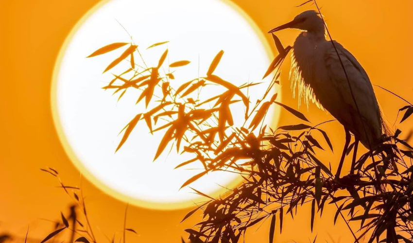 đảo cò Chi Lăng Nam