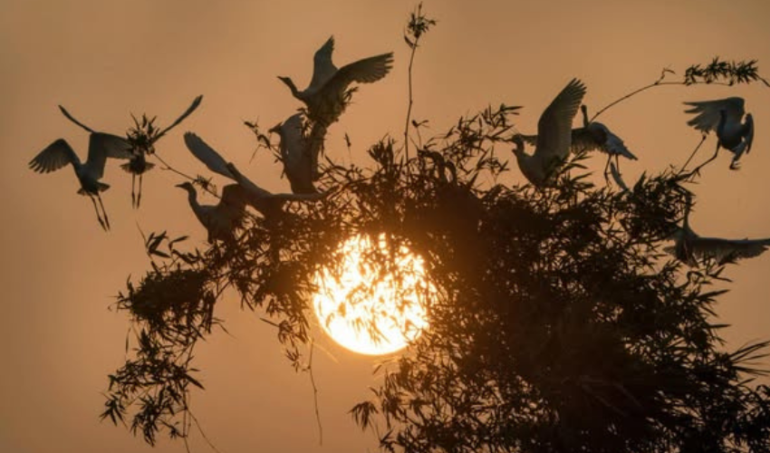 đảo cò Chi Lăng Nam