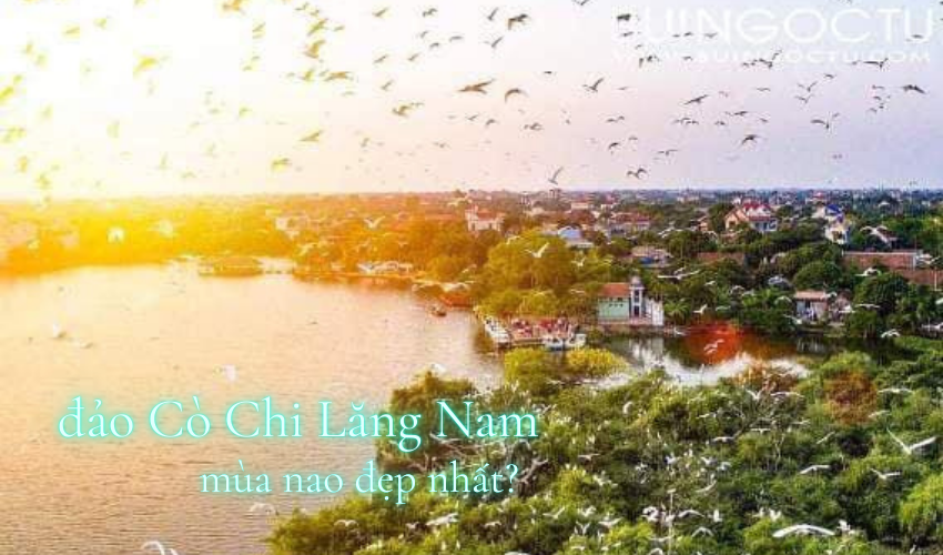 đảo cò Chi Lăng Nam