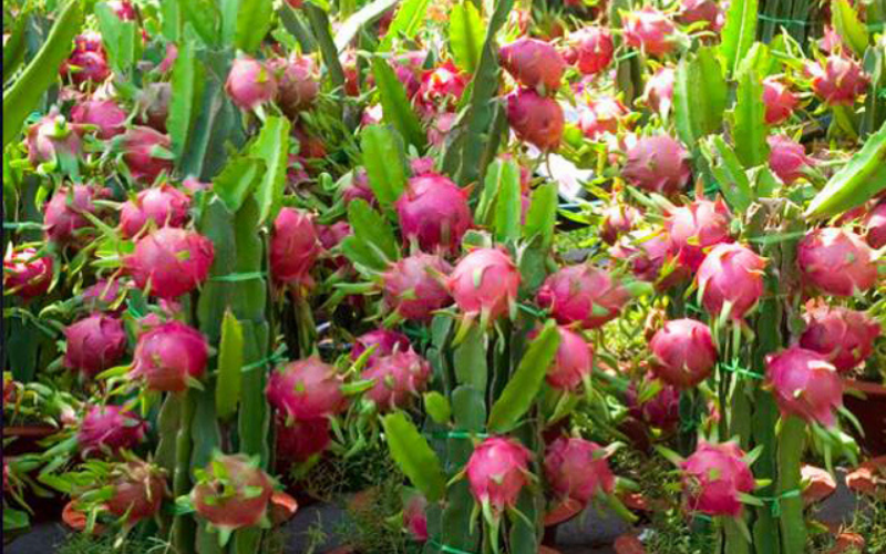 thanh long Ch&acirc;u Th&agrave;nh