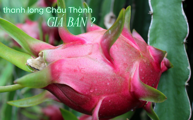 thanh long Ch&acirc;u Th&agrave;nh