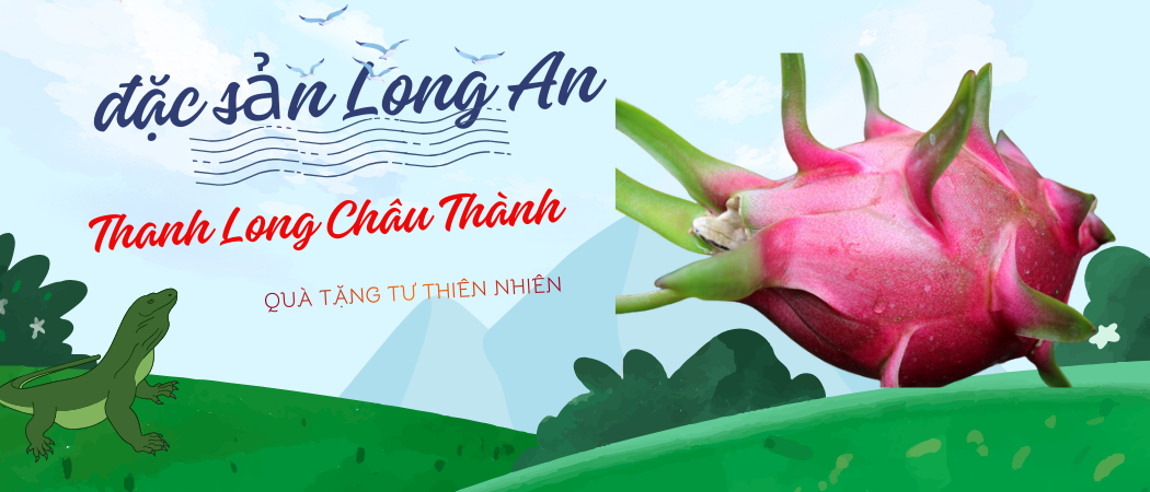 Trời ơi! không ngờ thanh long Châu Thành lại ngon đến vậy