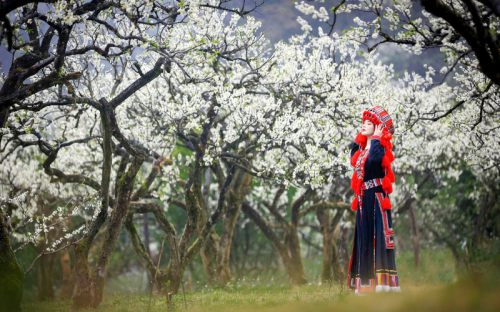 Lên Mộc Châu Sơn La ngắm hoa mận nở rộ chưa từng có